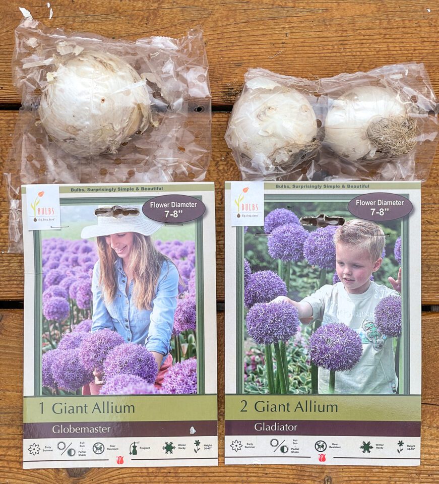 How to Plant Allium Bulbs in Fall