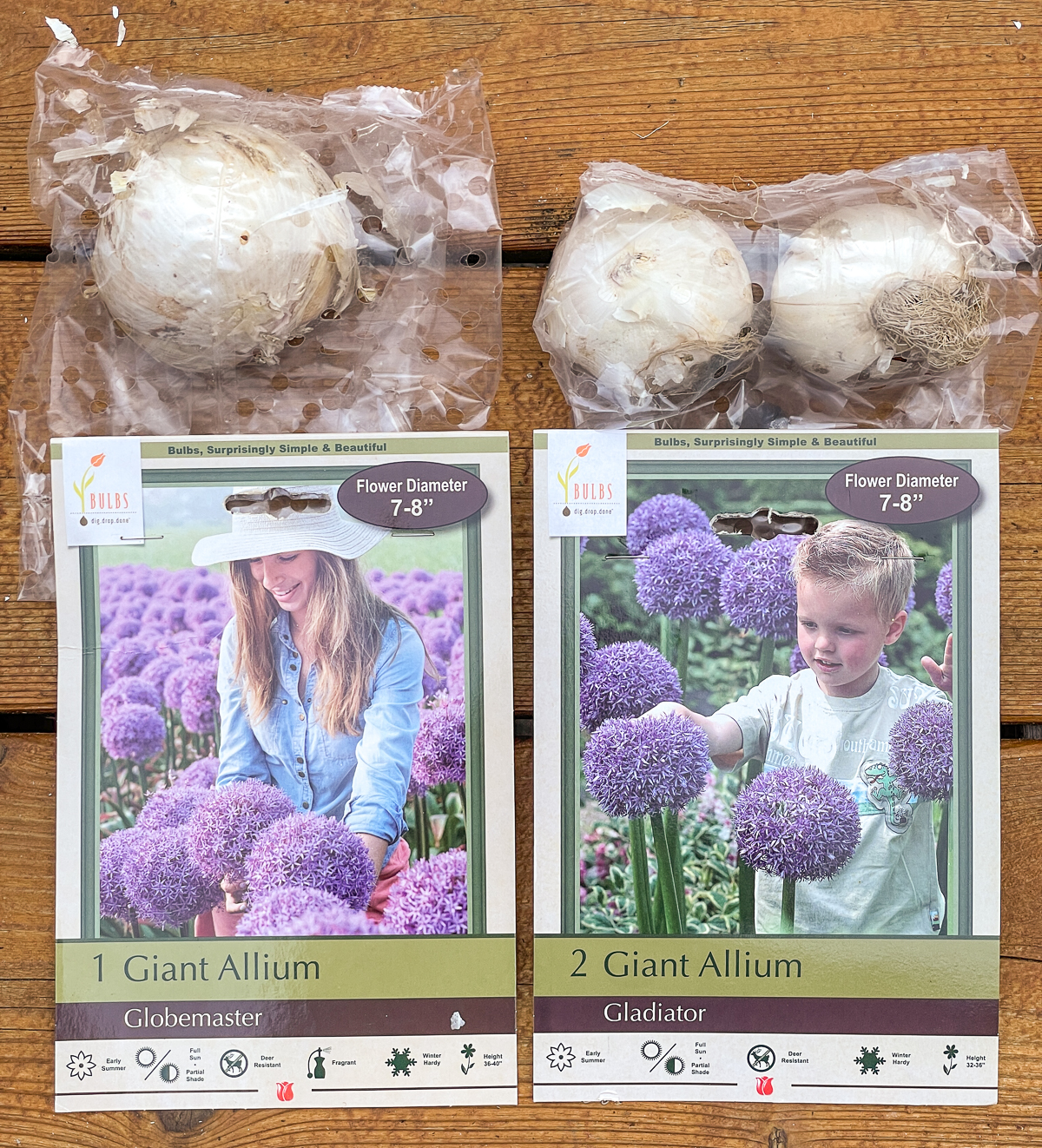 giant Allium Globemaster and Gladiator bulbs in package