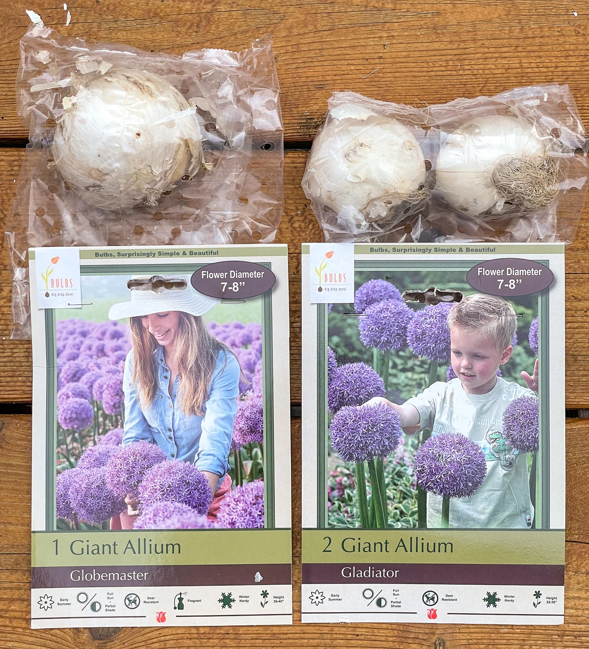 giant Allium Globemaster and Gladiator bulbs in package