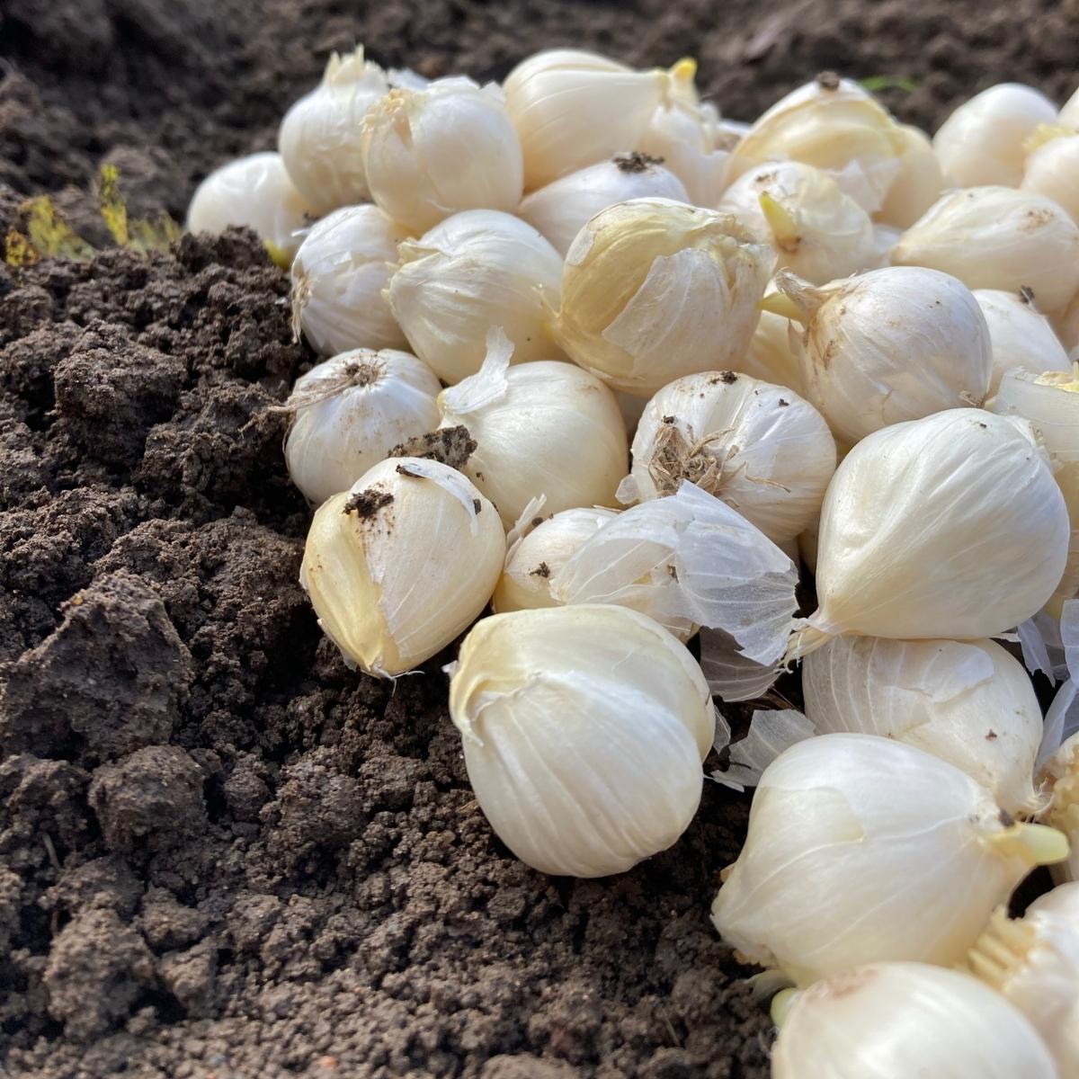 pile of allium bulbs to be planted in the ground