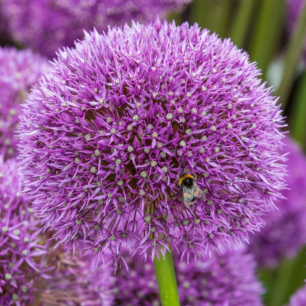 How to Plant Allium Bulbs in Fall