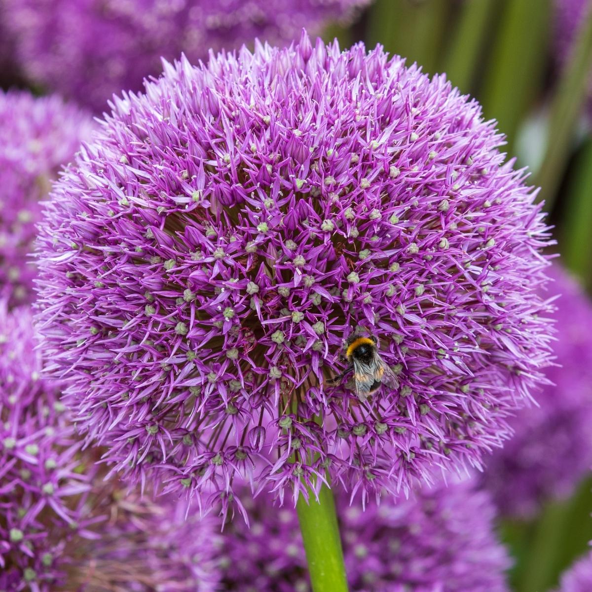 bee on allium flower