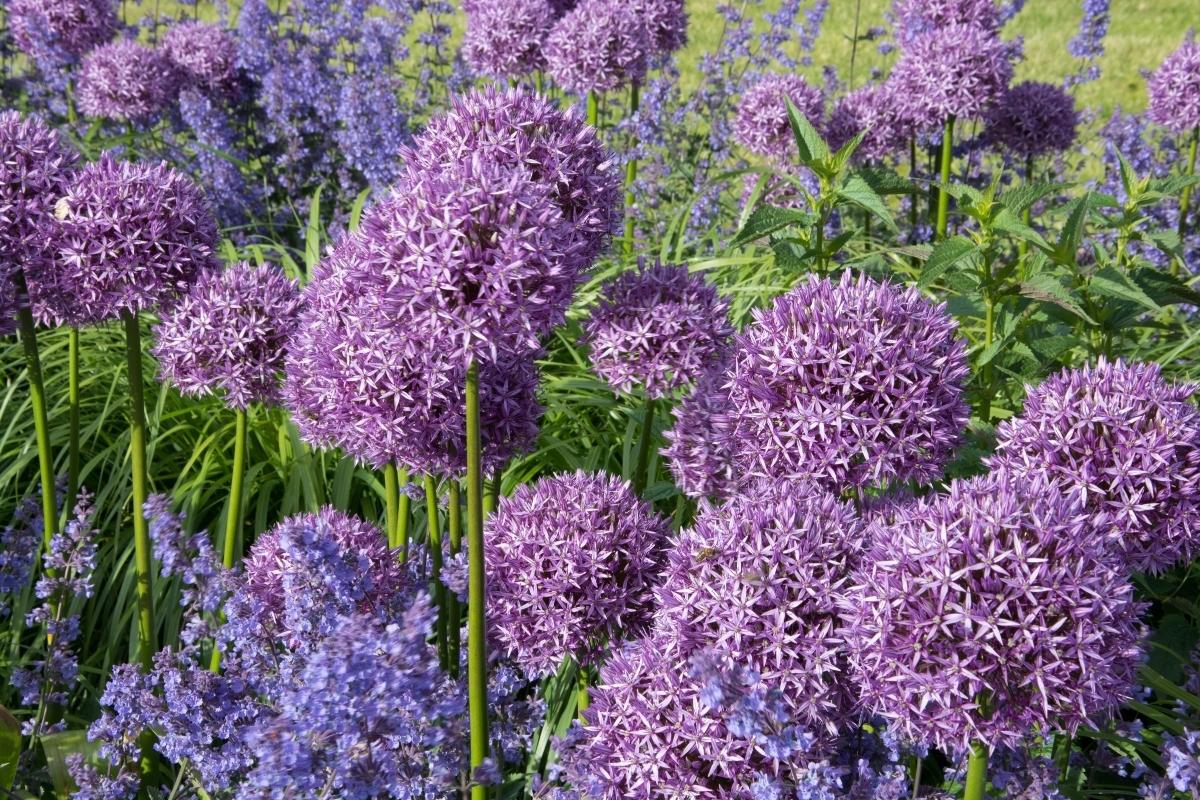 large group of purple alliums in sunny garden bed