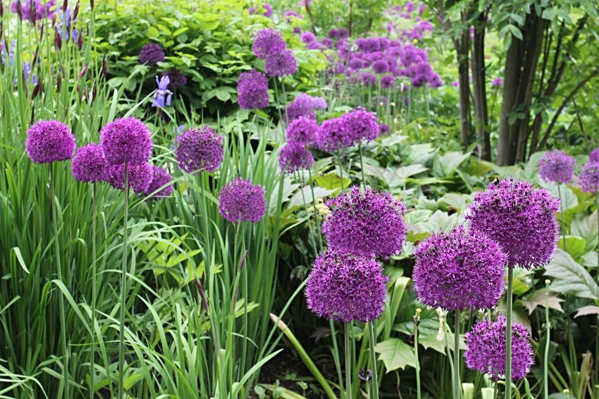 purple alliums in green foliage garden