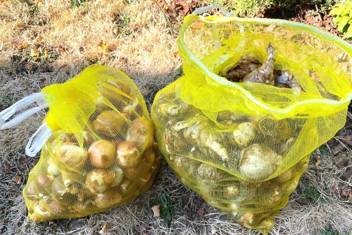 bags of tulip bulbs