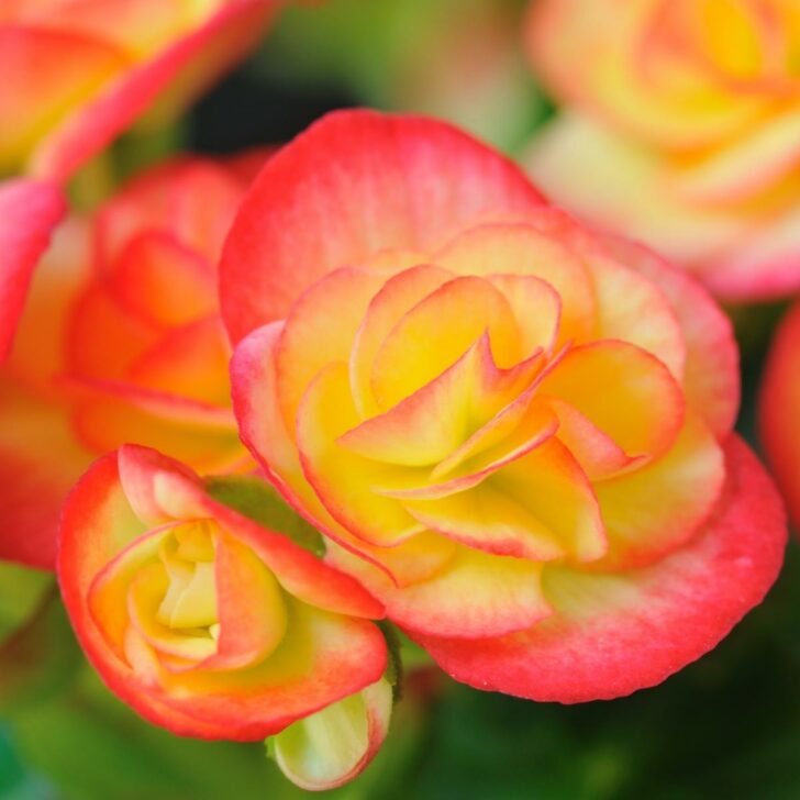 red and yellow begonia flower