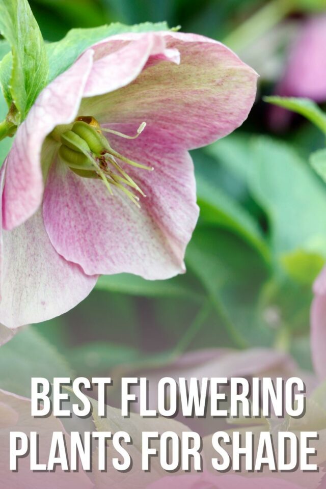 What Flowering Plants Grow in the Shade?