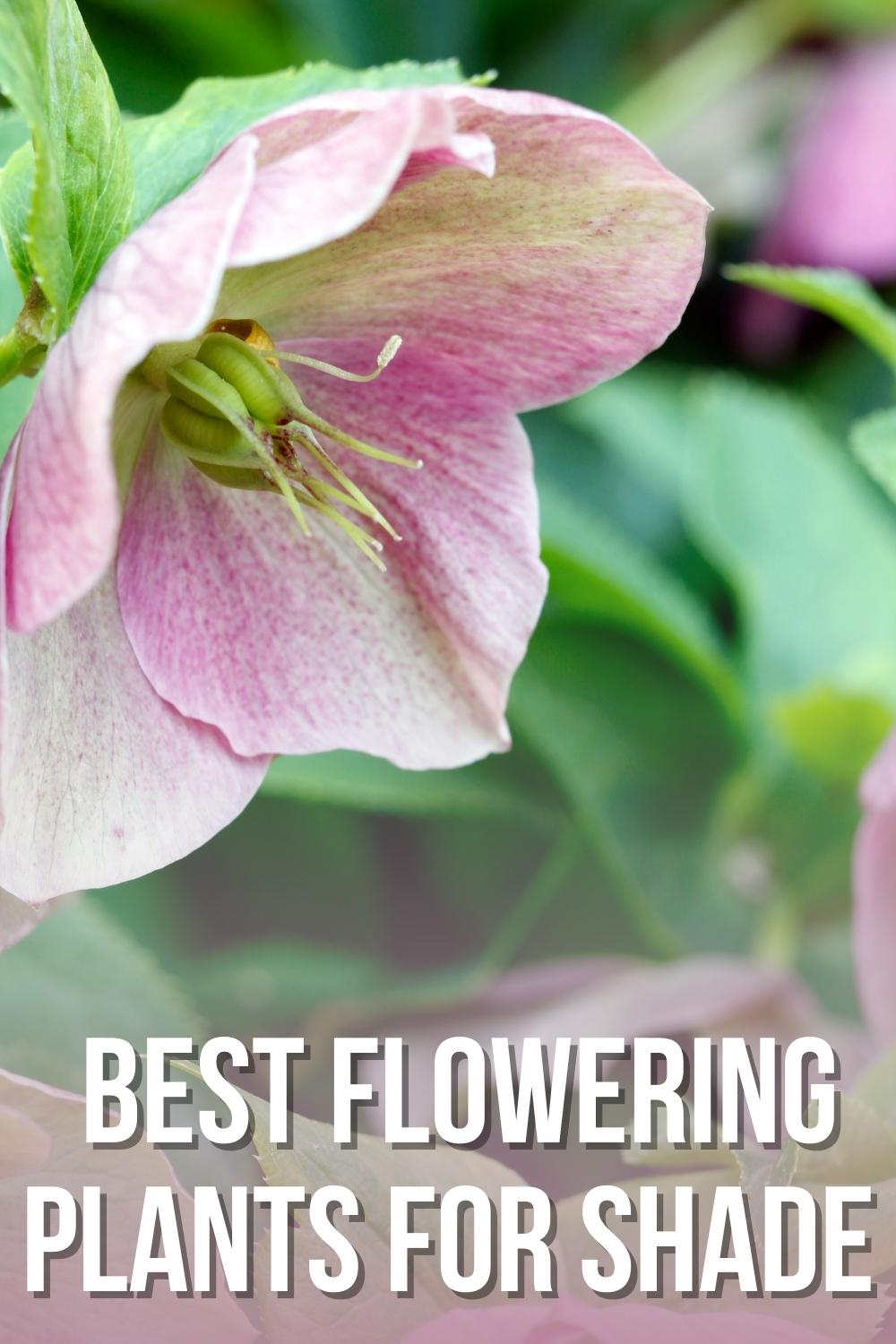 best flowering plants that grow in the shade