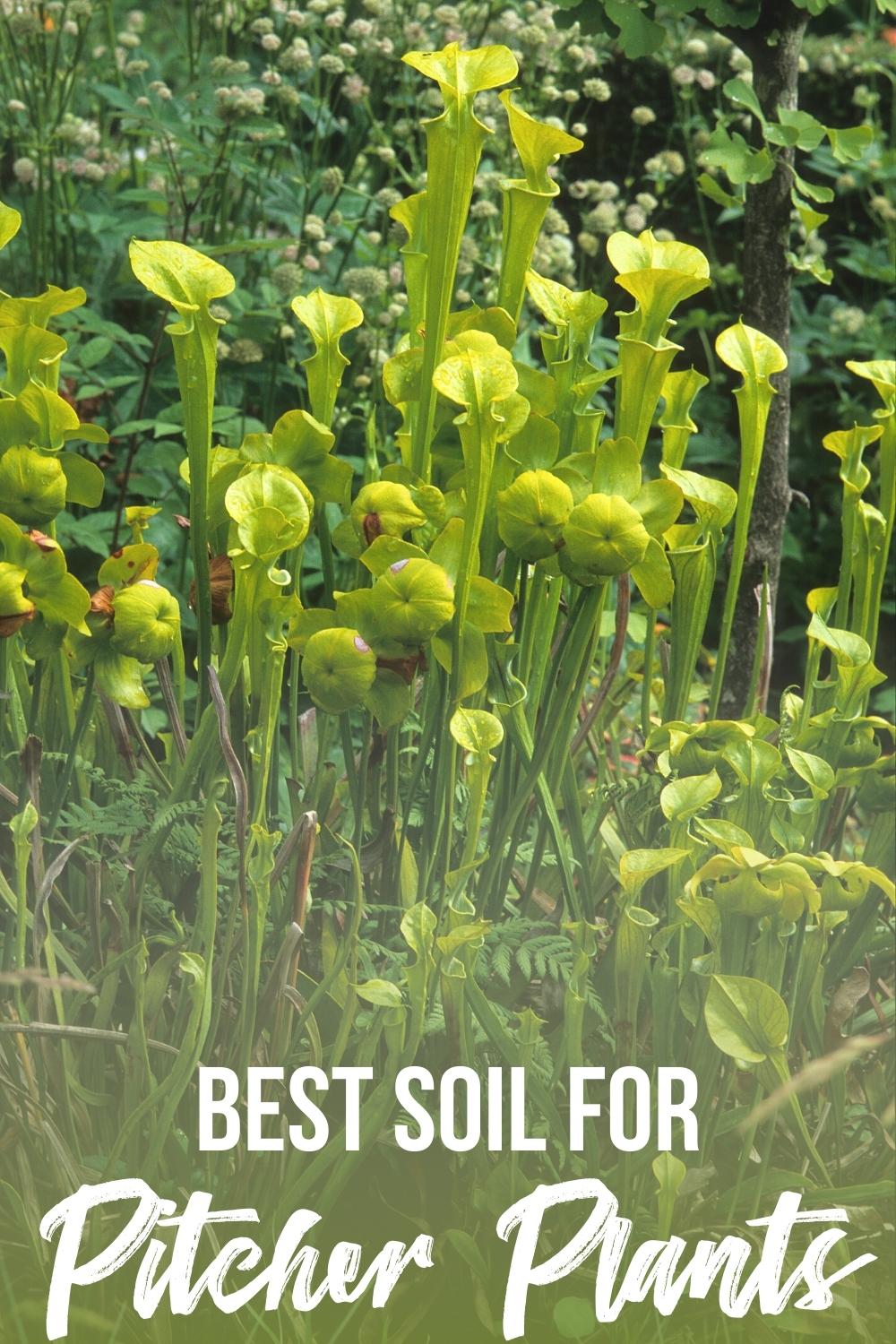 best soil for pitcher plants