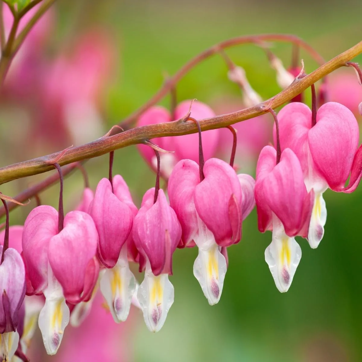 bleeding hearts