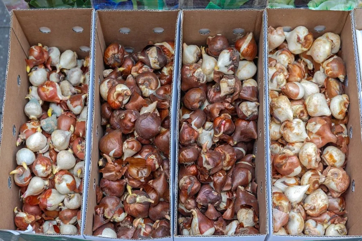 boxes of tulip bulbs