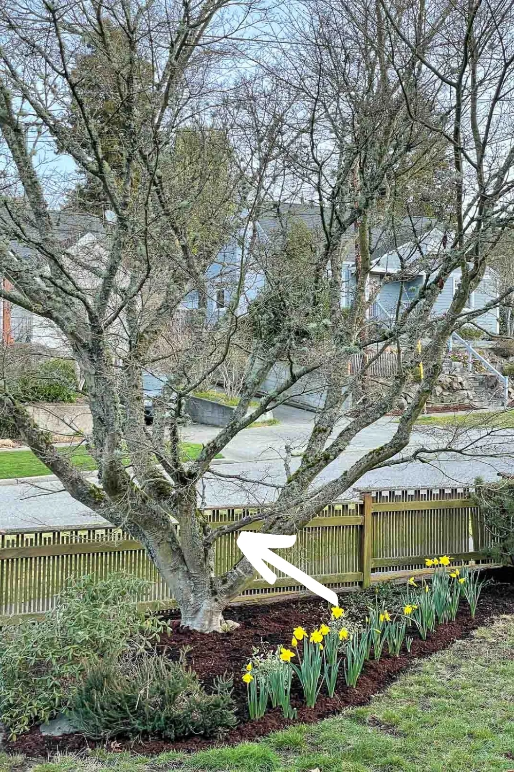 upright Japanese maple with branch growing at an awkward angle from the trunk