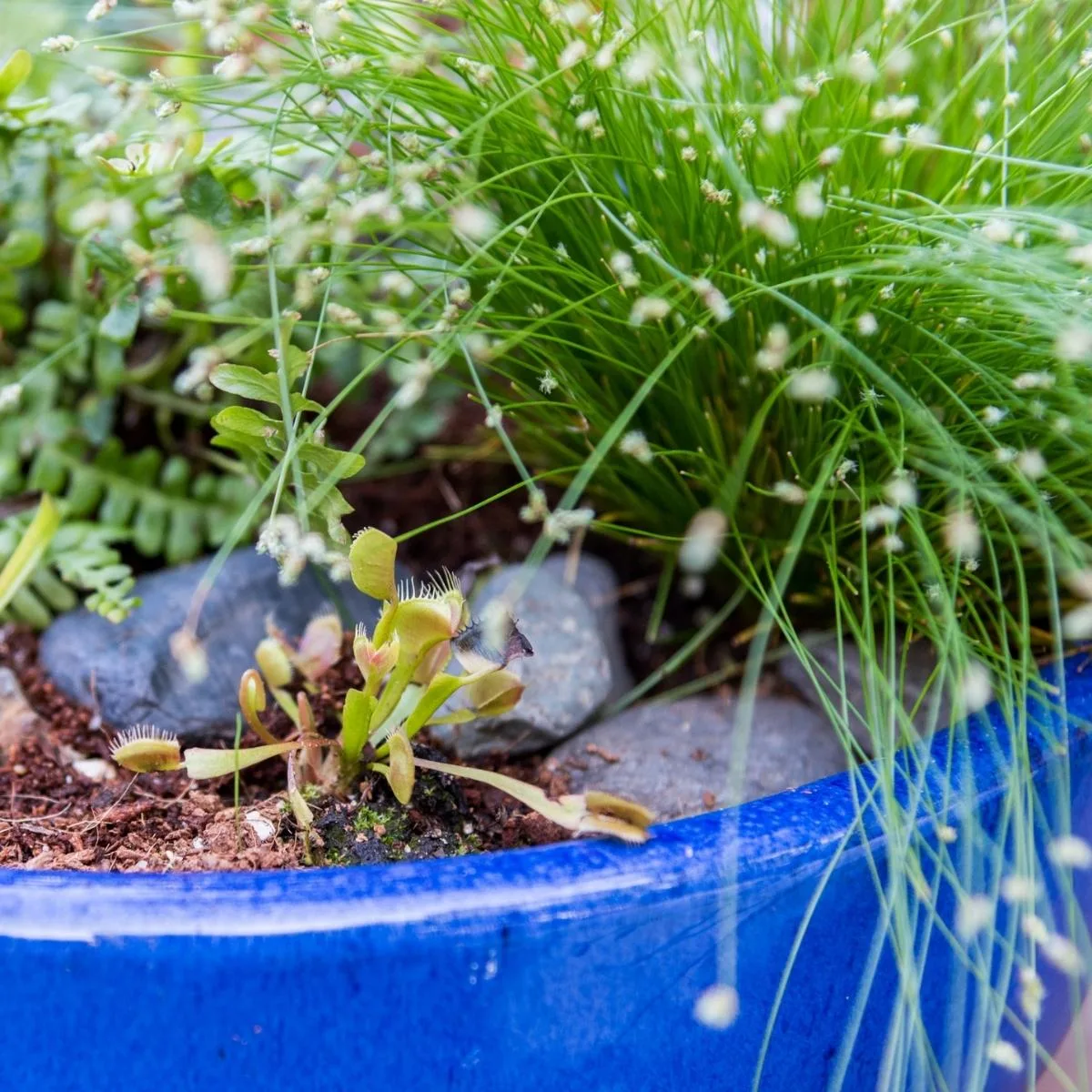 close up of carnivorous bog planter with venus fly trap plants and rocks to prevent erosion