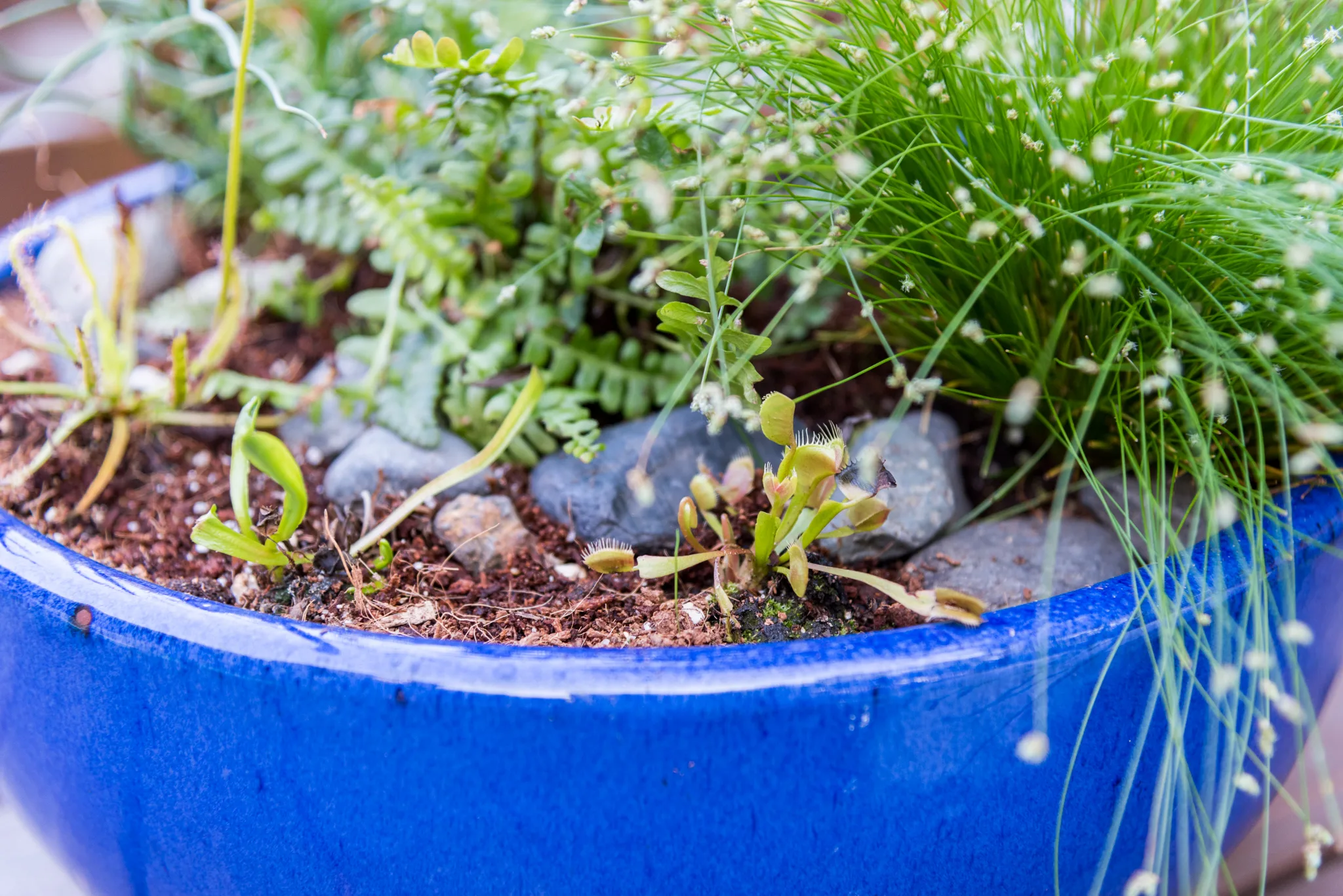 venus fly trap in carnivorous bog planter with rocks to weigh down soil