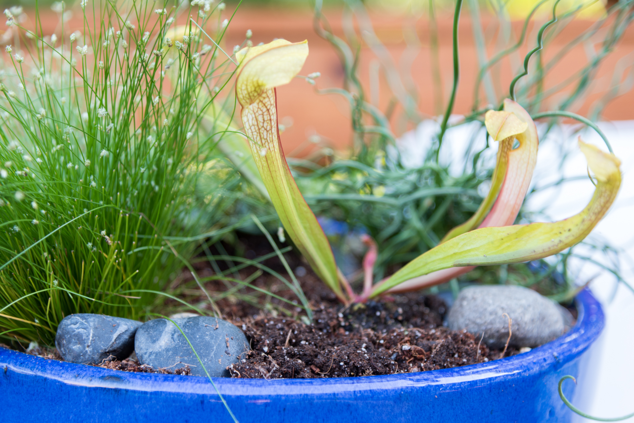 pitcher plant in container