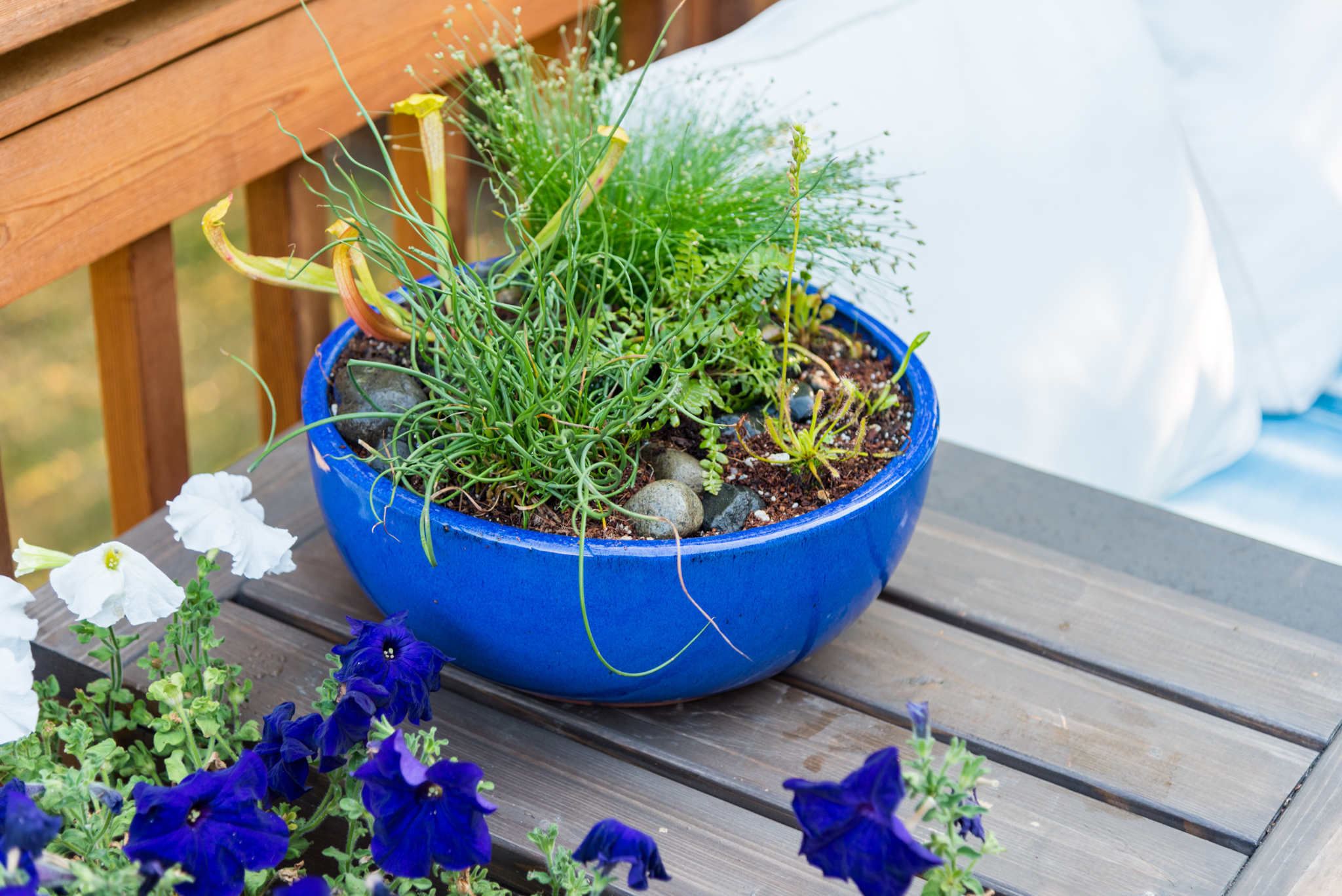 carnivorous bog planter outside on a table