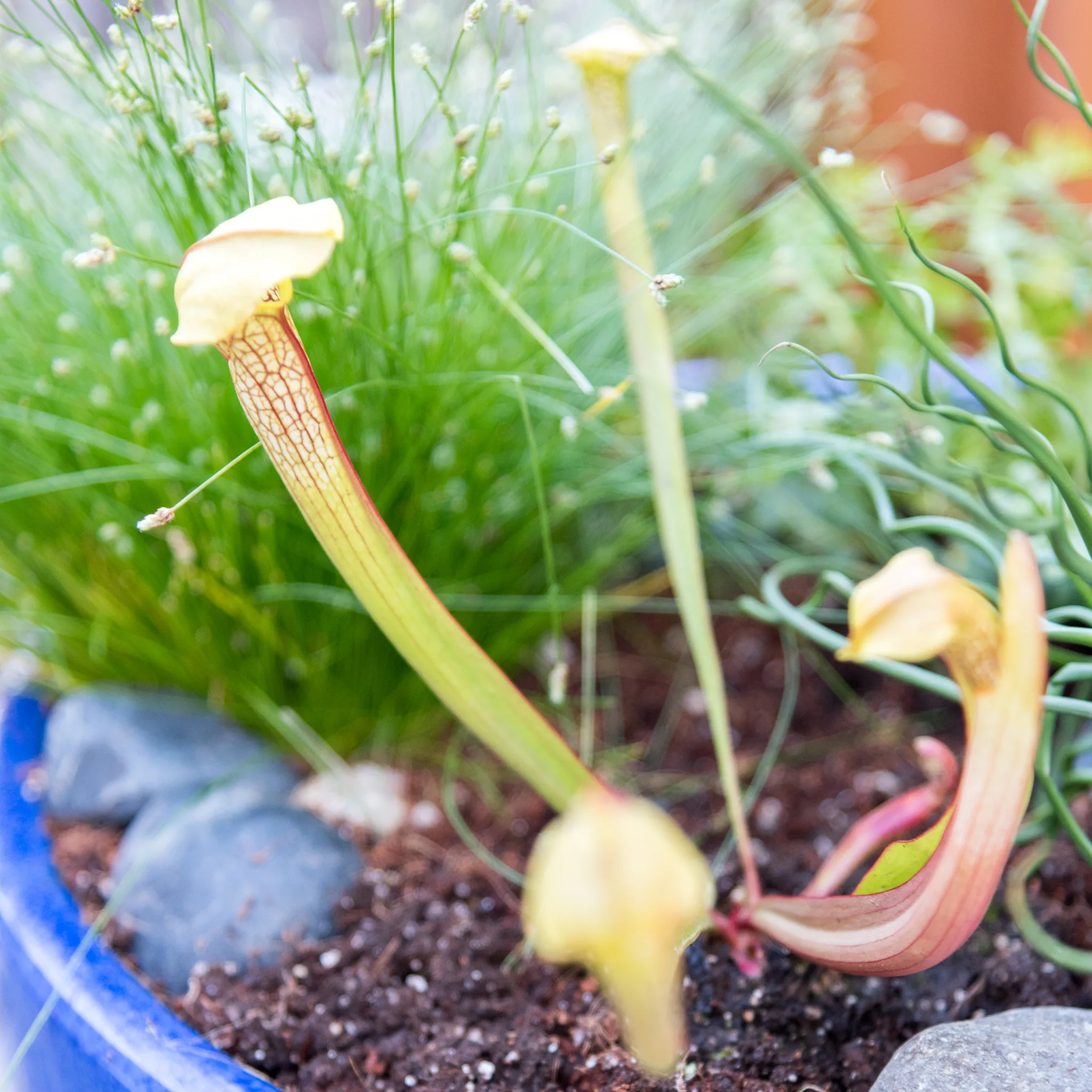 Pitcher plant in carnivorous bog planter