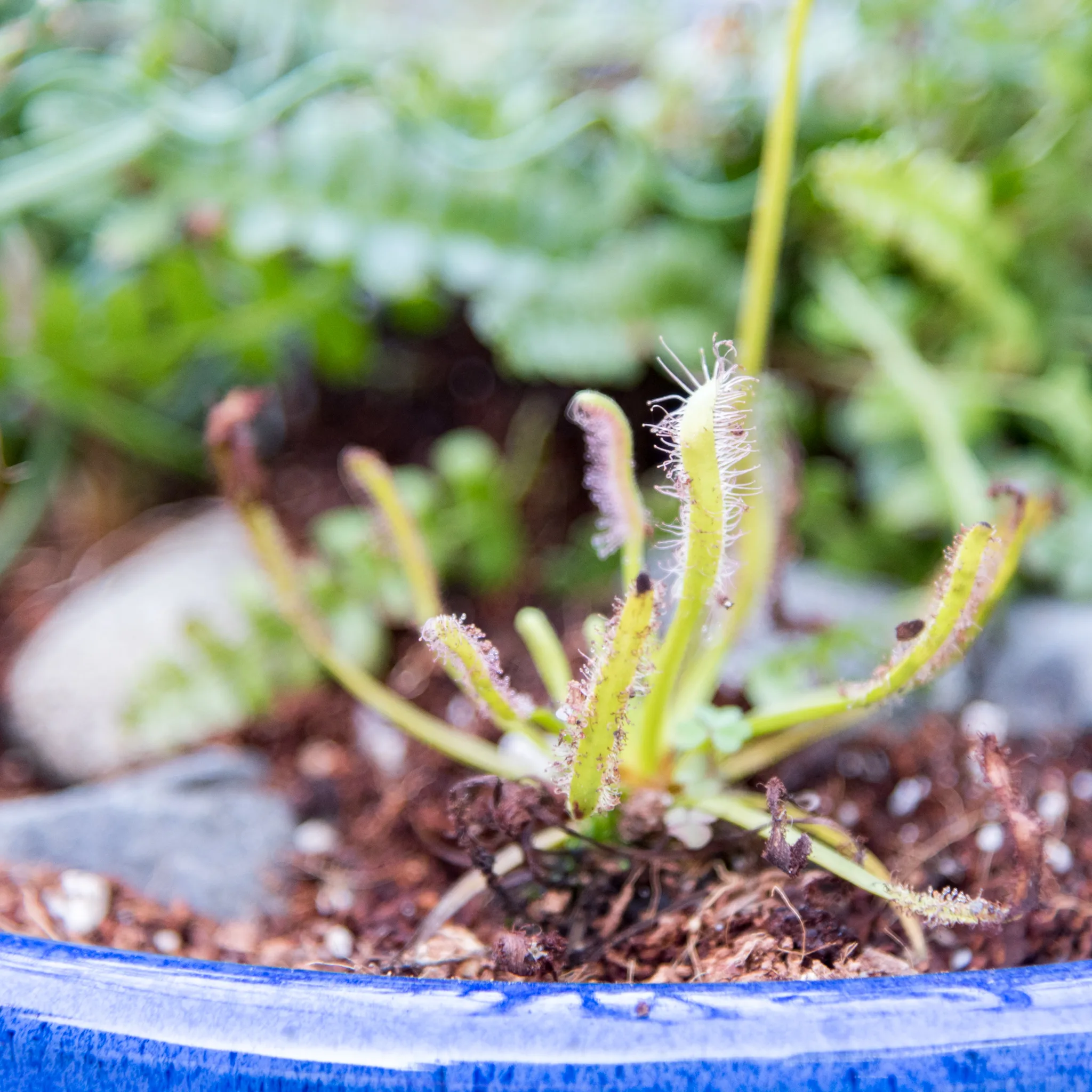 Sundew in carnivorous bog planter