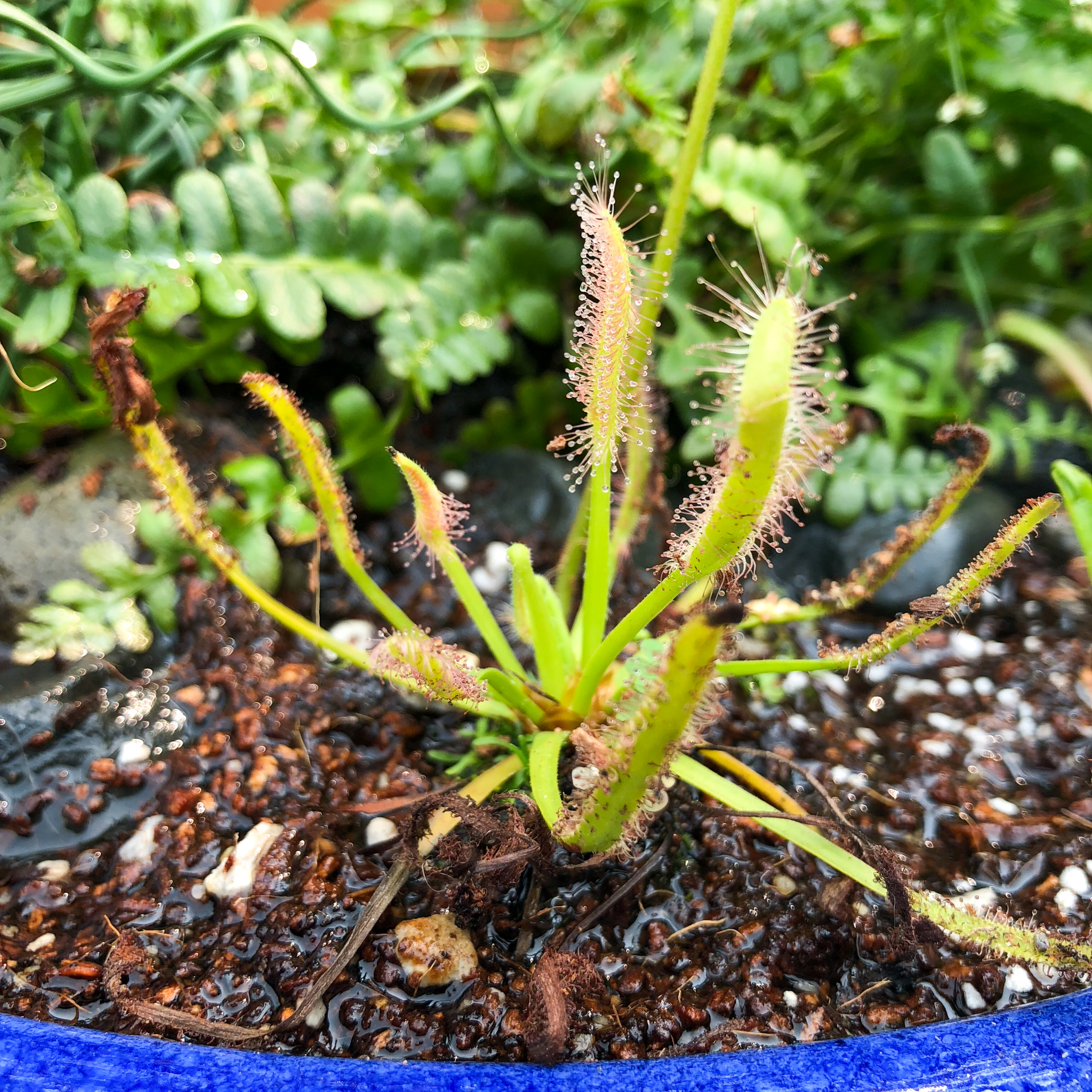 Sundew in carnivorous planter after watering