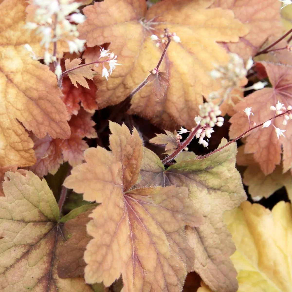 coral bells heuchera