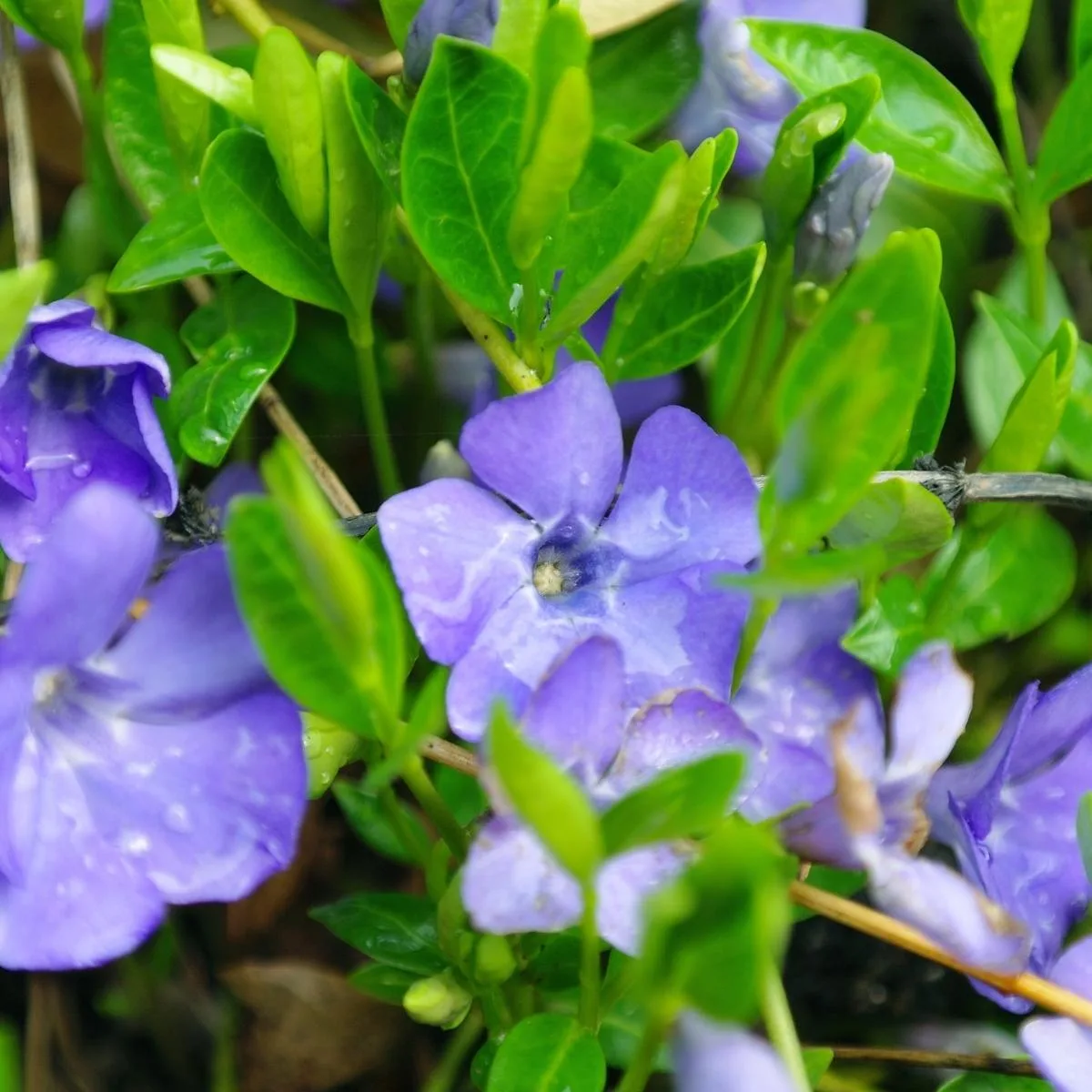 purple creeping myrtle