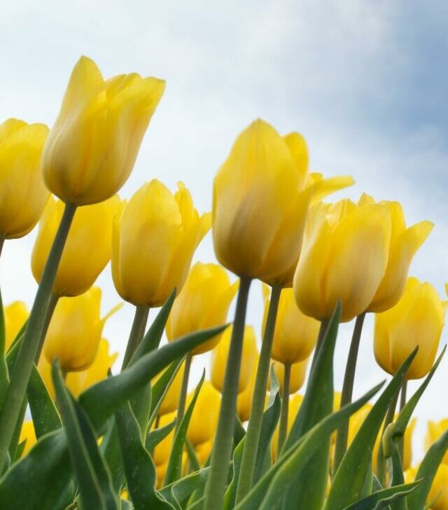 yellow tulips in bloom