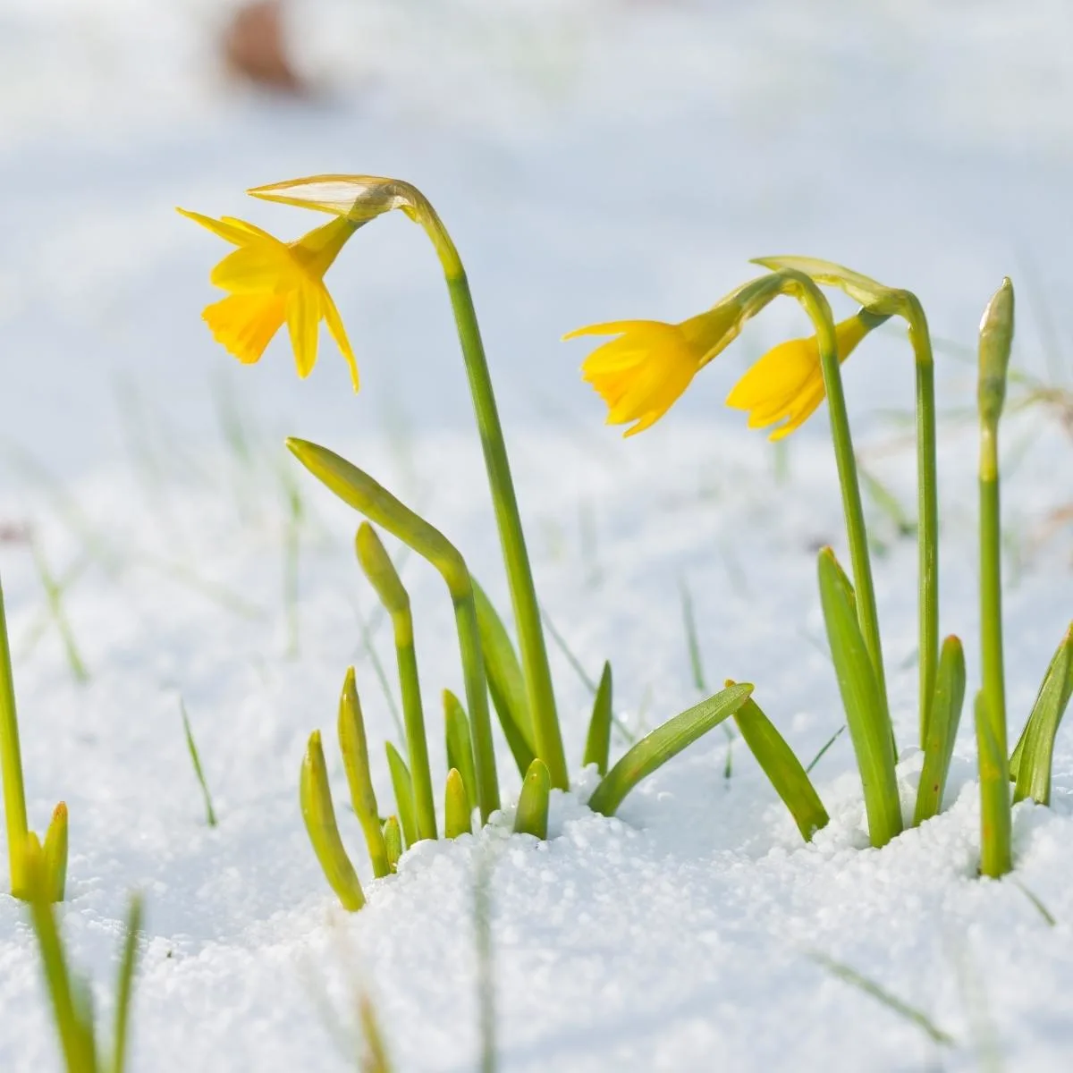 daffodils growing through the snow