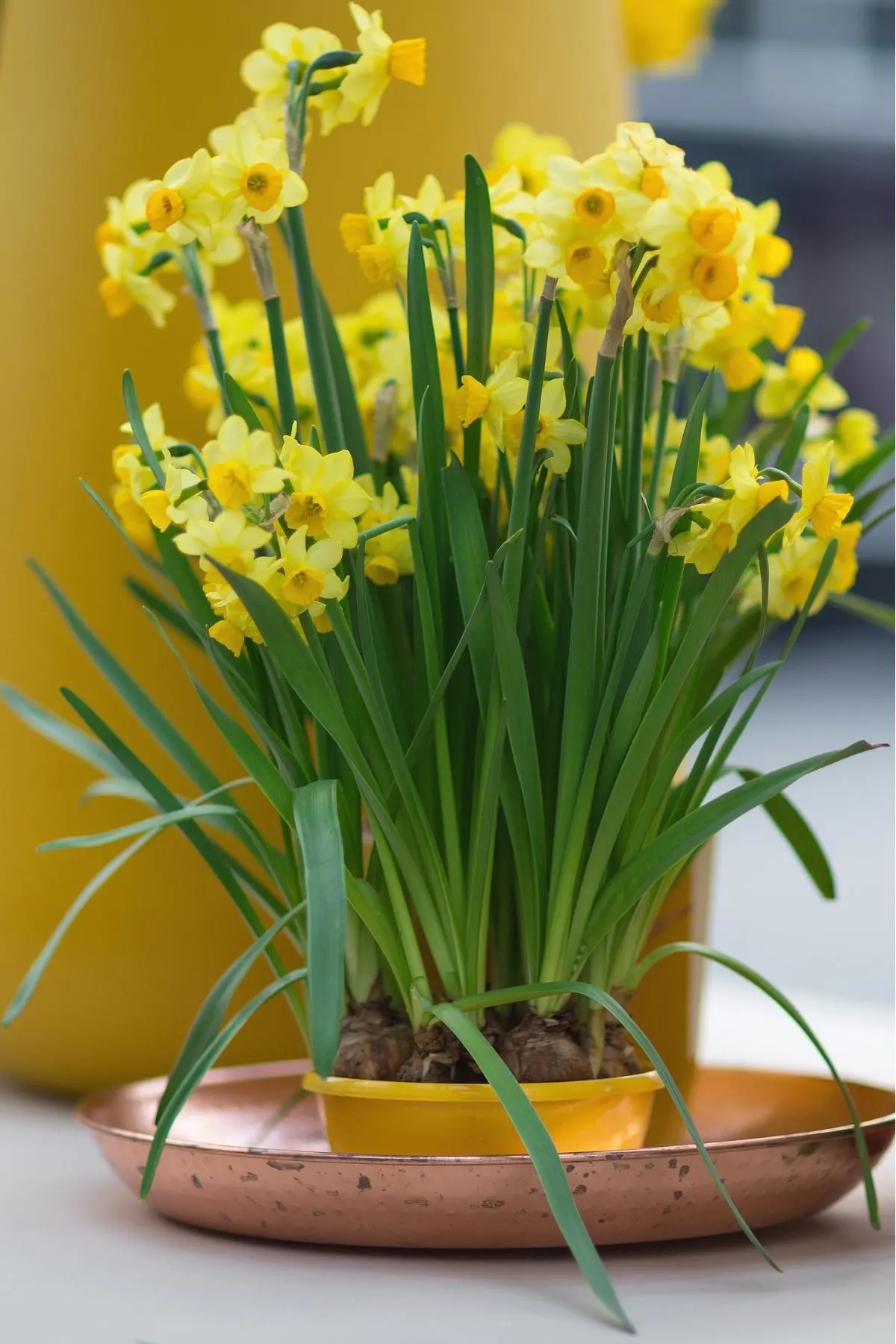 daffodils growing in a container