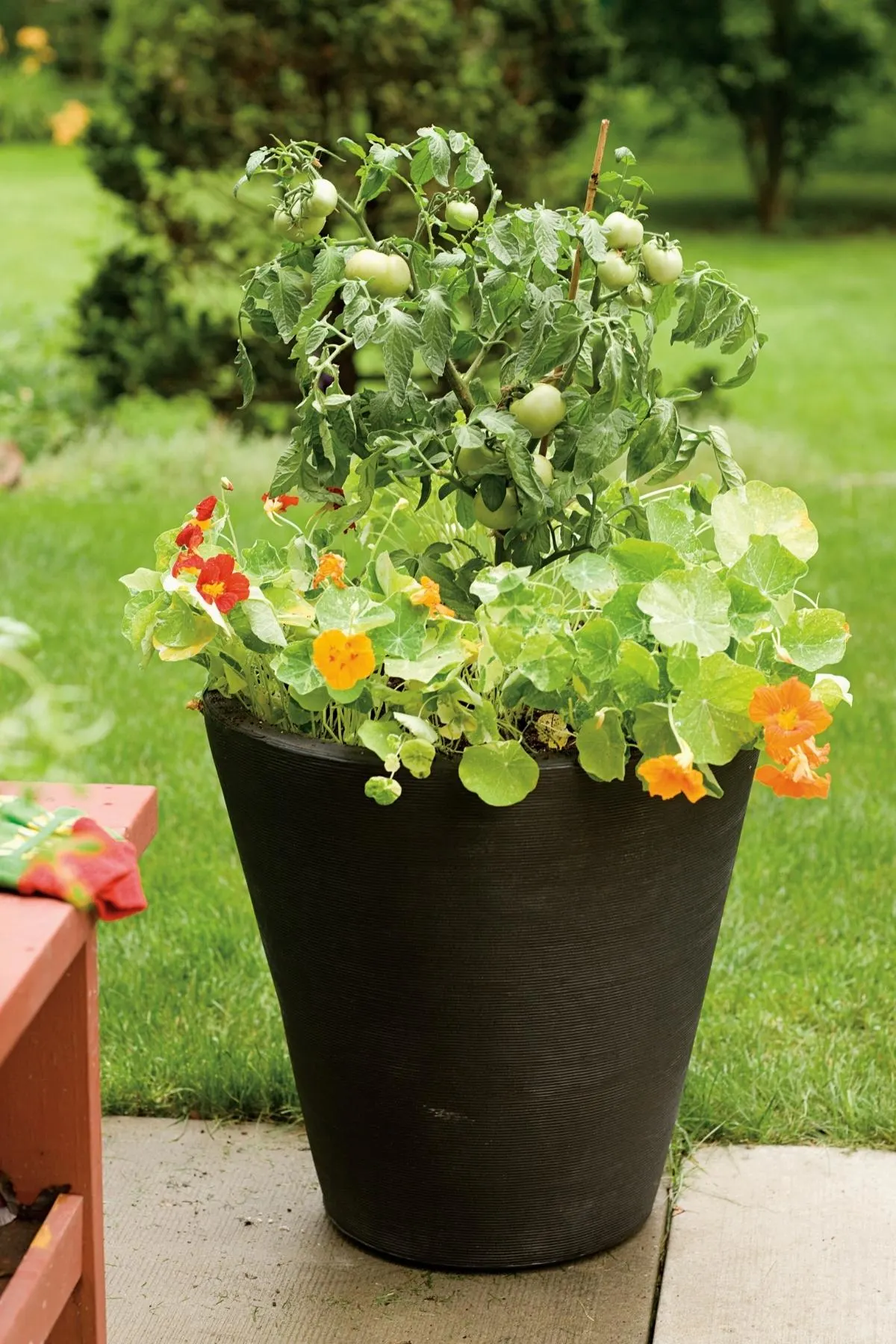 dark colored pot with tomatoes growing in it