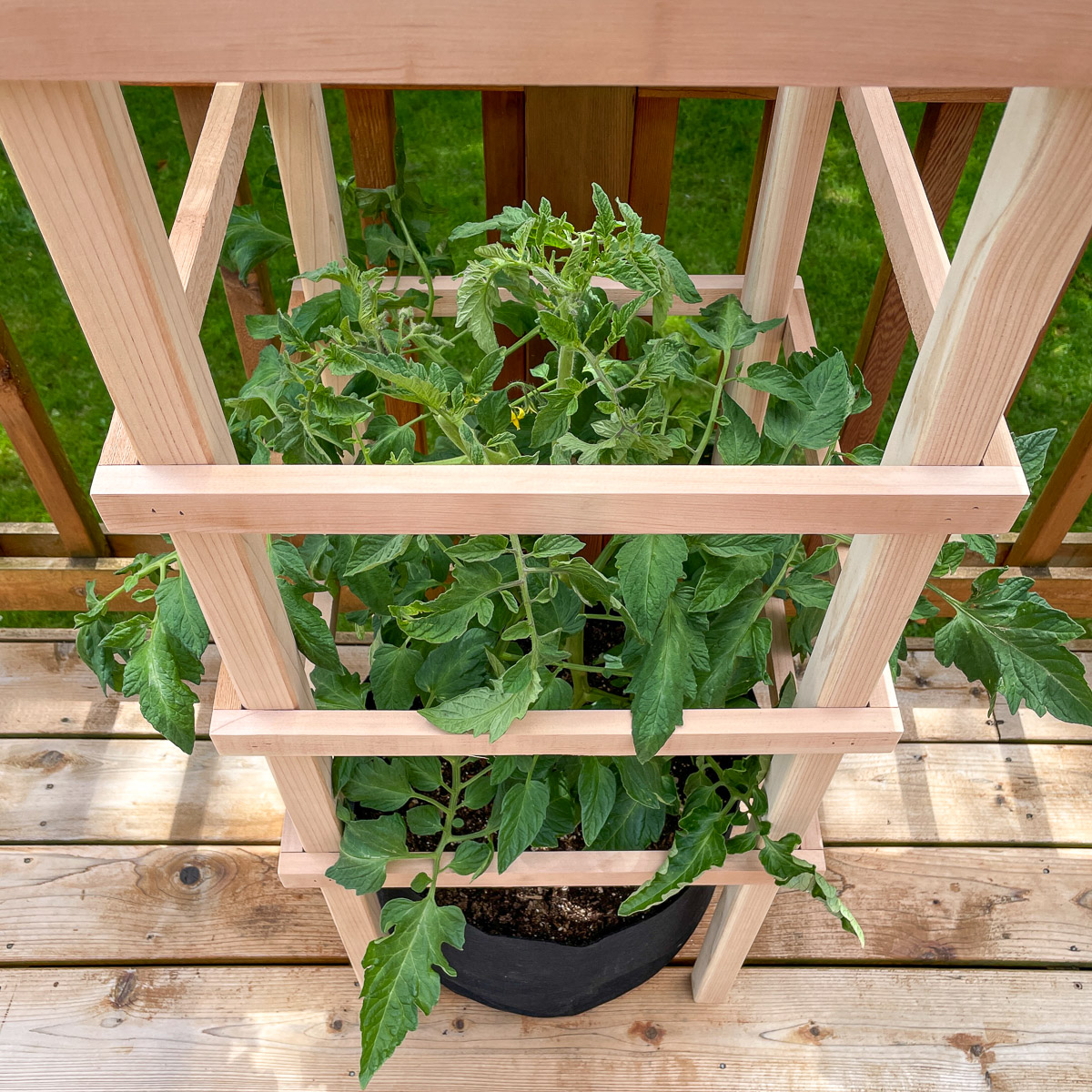tomato cage around large grow bag with tomatoes