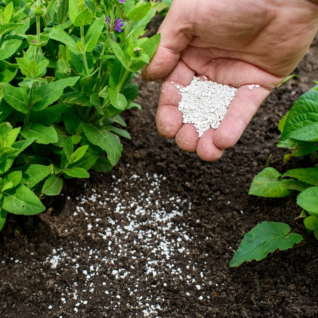 sprinkling fertilizer around the base of plants in grow bags