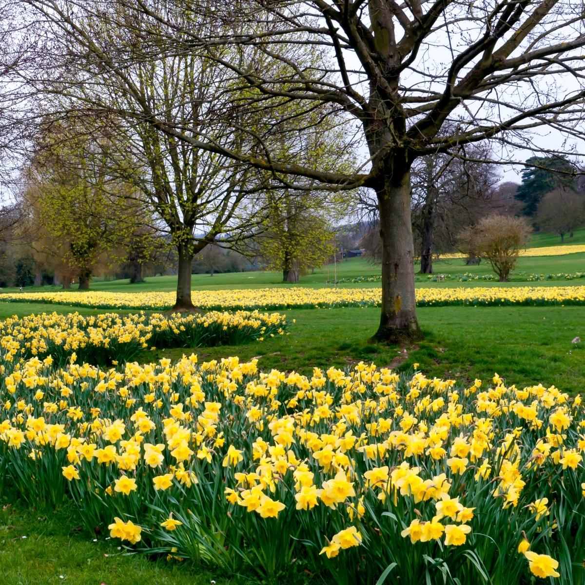 field with daffodils growing under trees that have not yet leafed out
