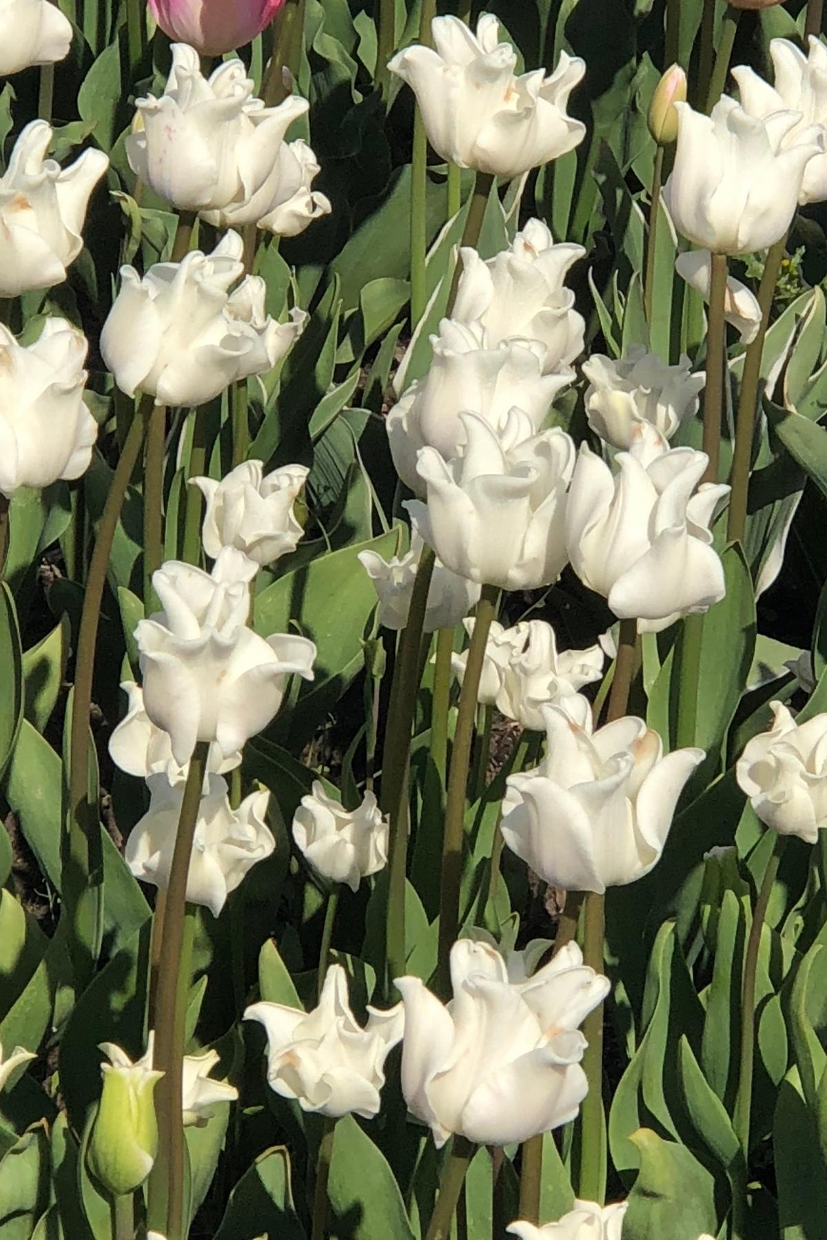 frilly white tulips in a field