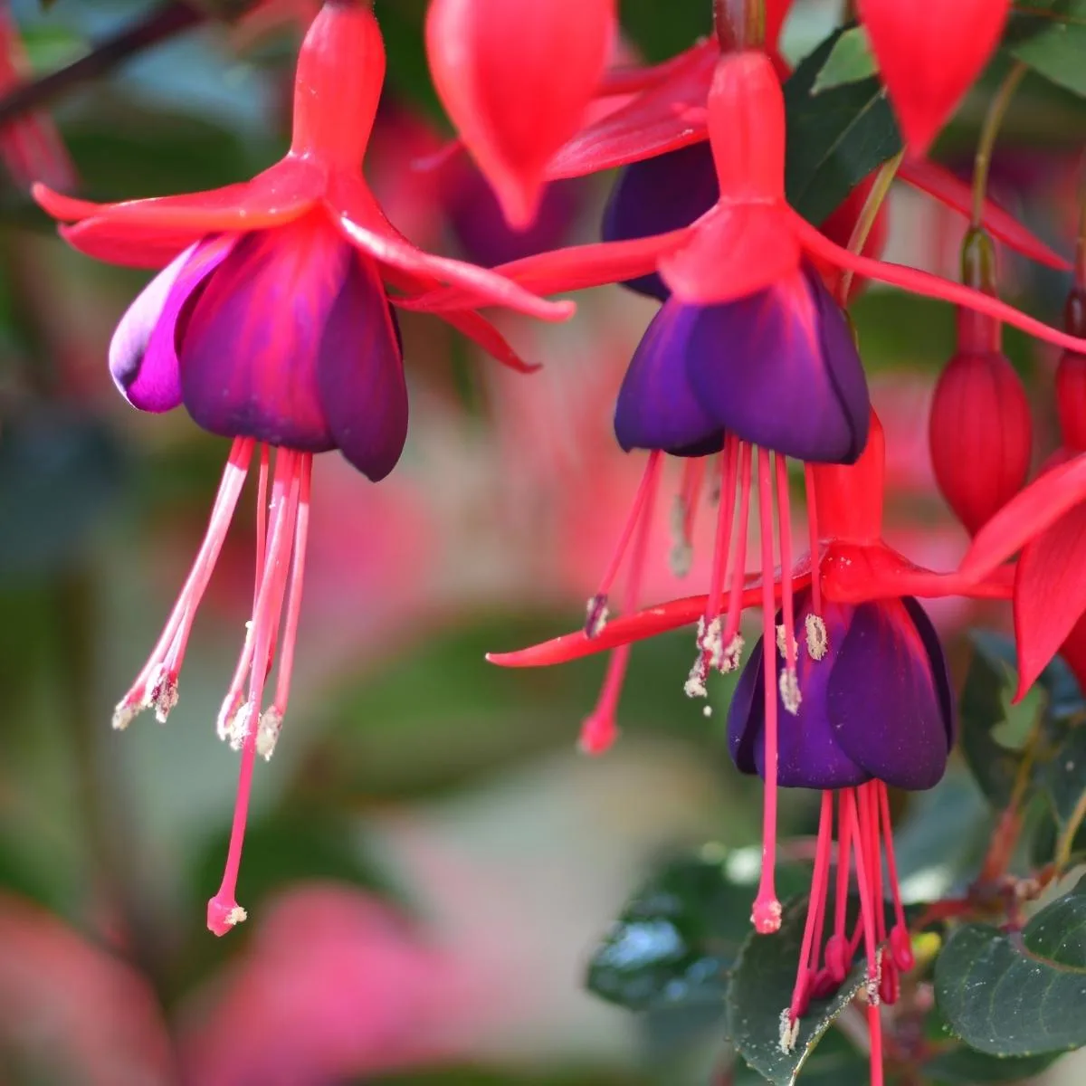 red and purple fuchsia