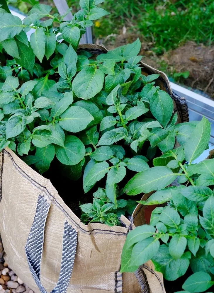 grow bags full of plants being transported in a cart