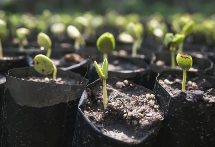 seedling grow bags with tiny spouts in each one