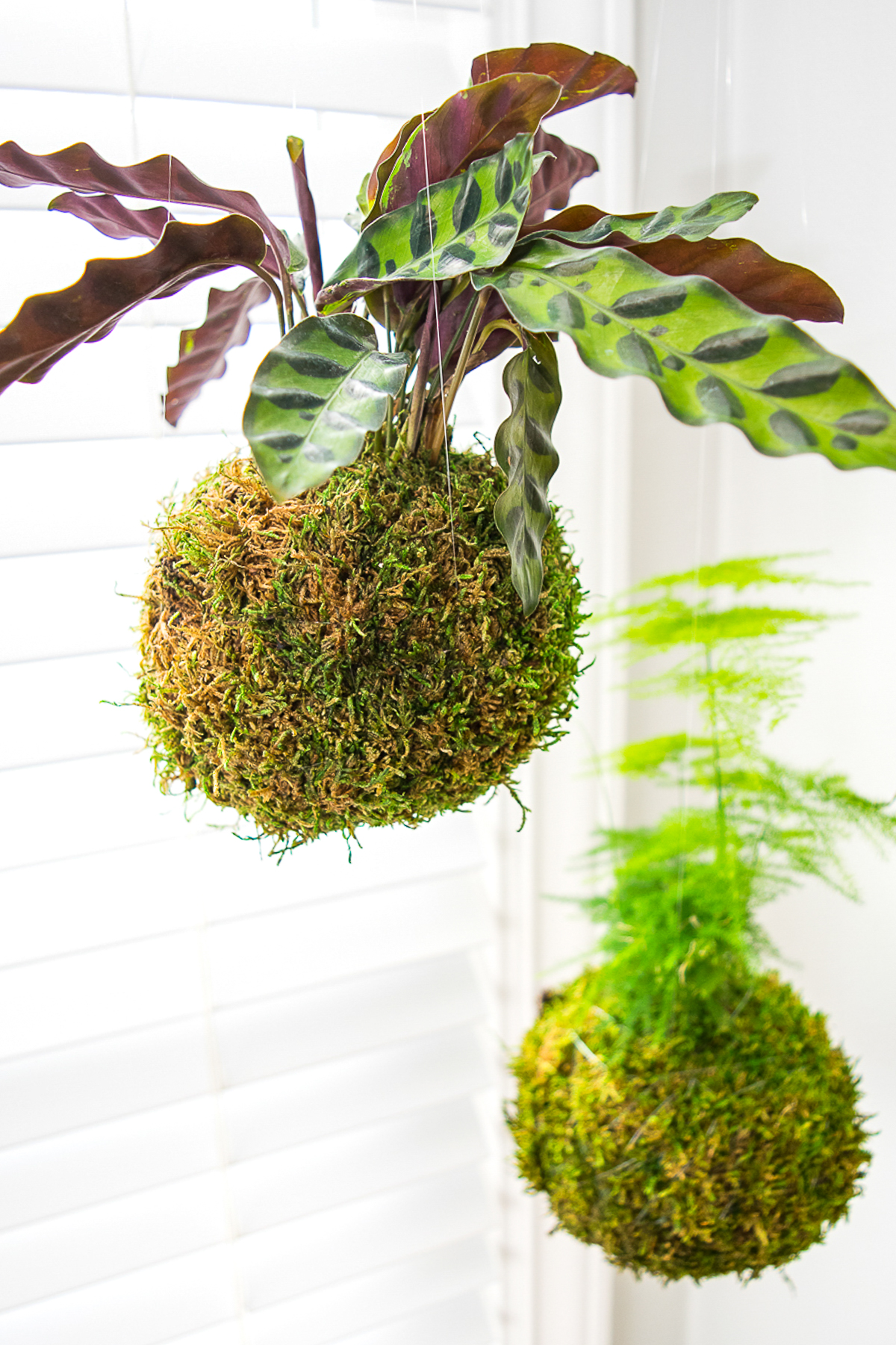 asparagus fern and rattlesnake plant in hanging moss ball kokedama