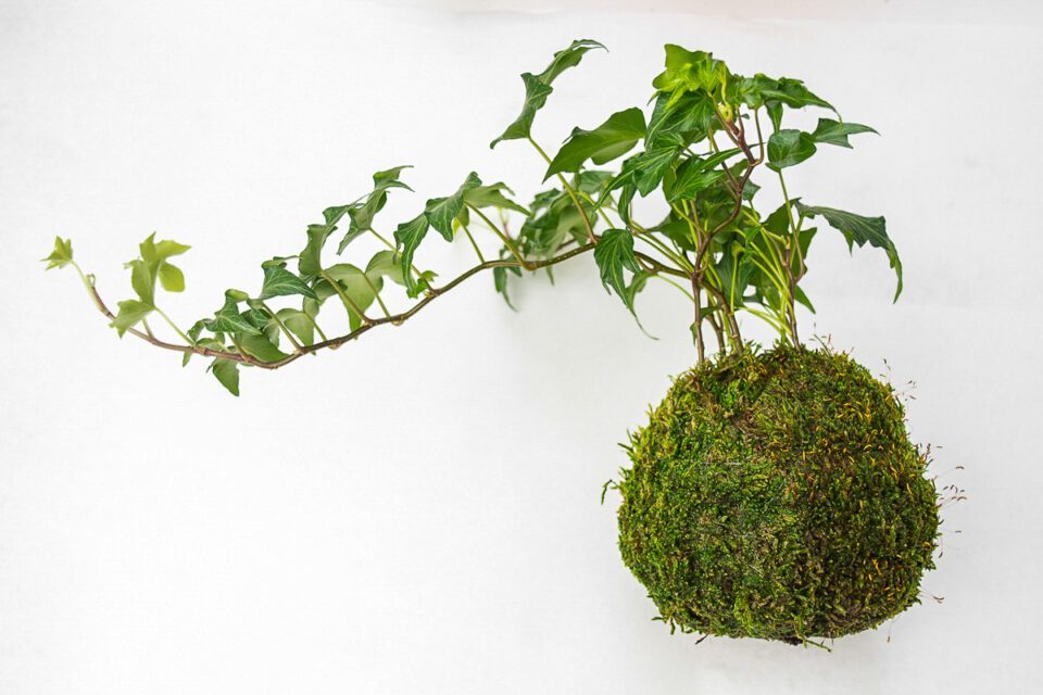 How to Make a Hanging Moss Ball Planter (Kokedama)