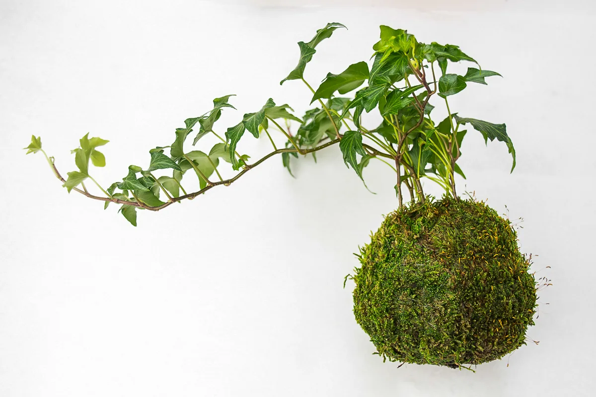 finished hanging moss ball planter with ivy