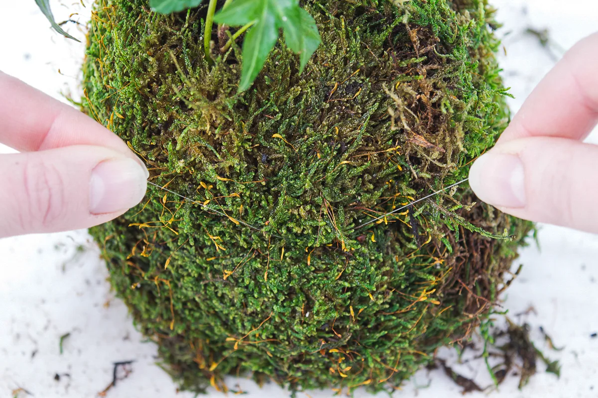 tying a hanging moss ball planter together with fishing line