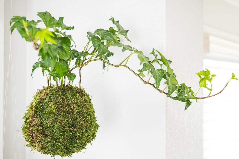 How to Make a Hanging Moss Ball Planter (Kokedama)