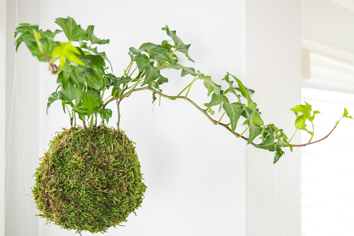 hanging moss ball planter with ivy