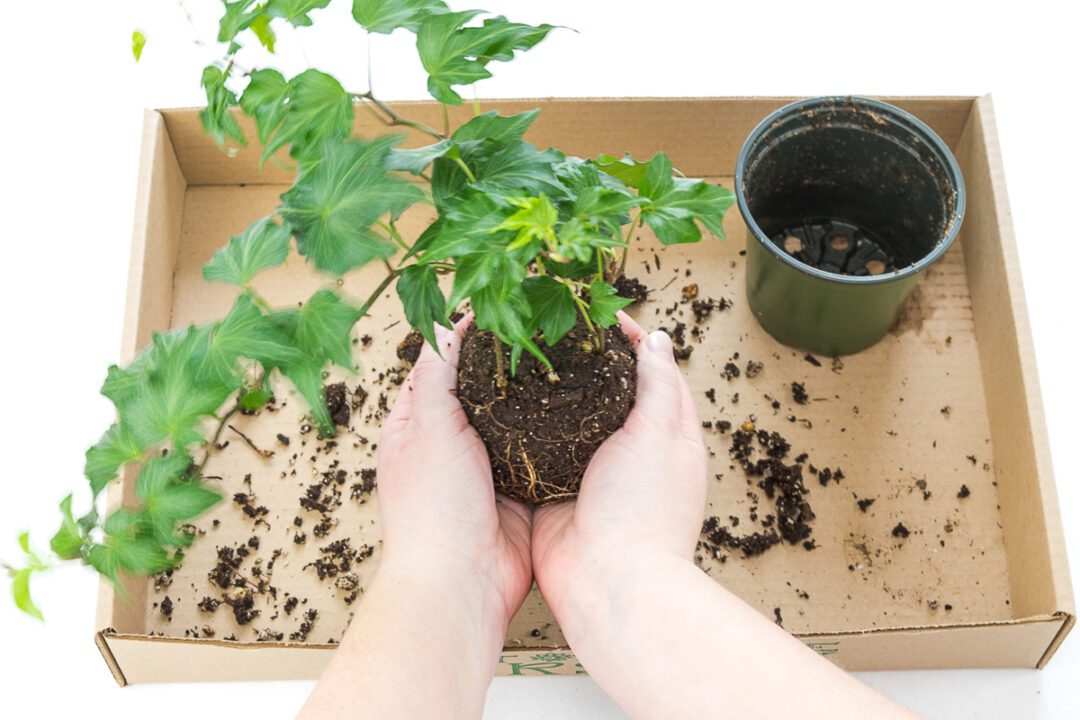 How to Make a Hanging Moss Ball Planter (Kokedama) - growhappierplants.com