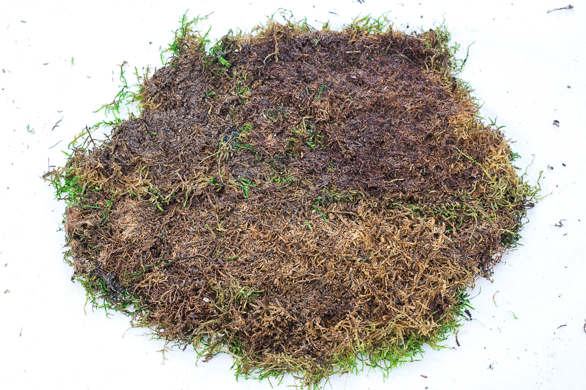 sheet moss for moss ball planter spread out
