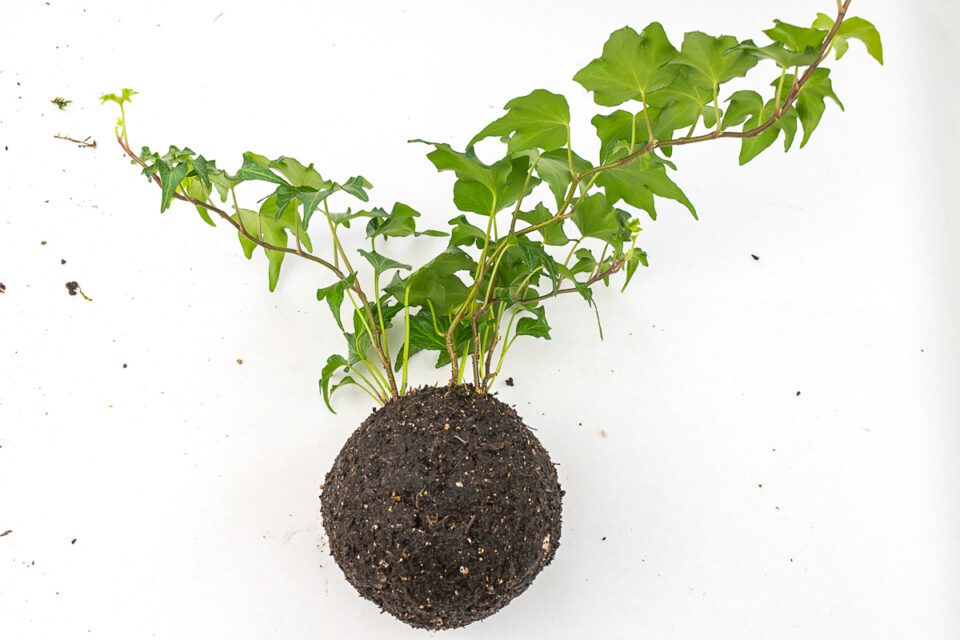 How to Make a Hanging Moss Ball Planter (Kokedama)