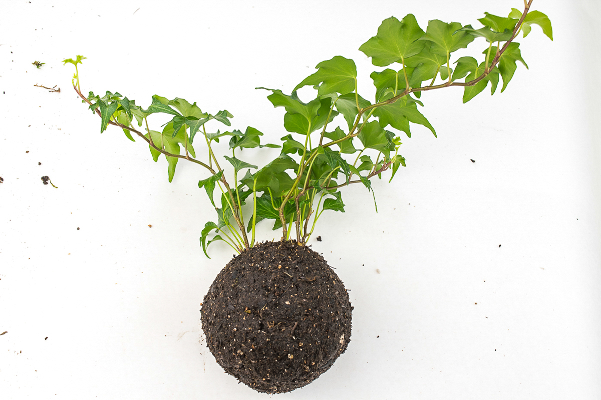 soil ball formed around root ball of ivy plant to create kokedama