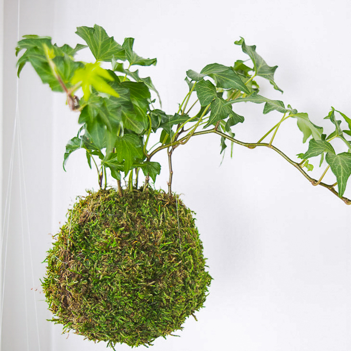 hanging moss ball planter