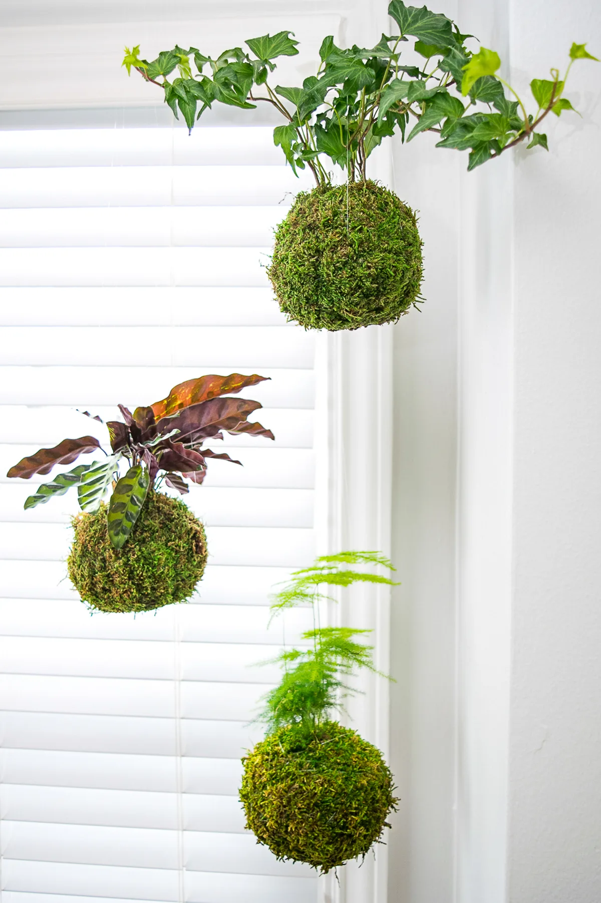 hanging moss ball planters in window with three different types of plants