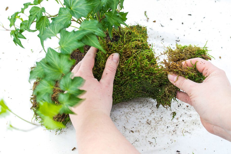 How to Make a Hanging Moss Ball Planter (Kokedama)