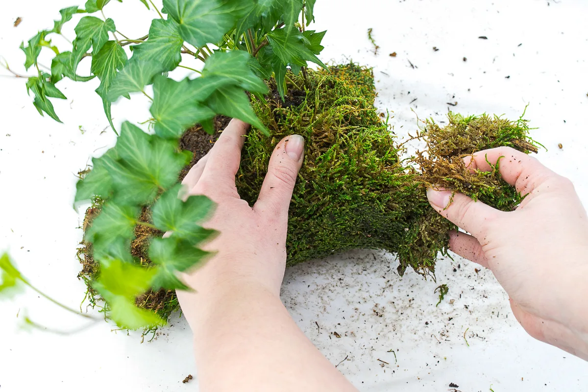 wrapping sheet moss around the root ball of a plant to make a kokedama